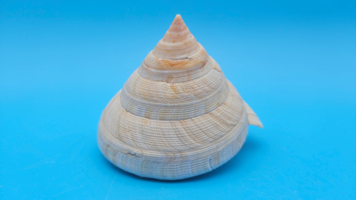 Rare Pleurotomaria hirasei Deep Sea Display Shell with Operculum – 3.9" Nautical Home Decor