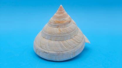 Rare Pleurotomaria hirasei Deep Sea Display Shell with Operculum – 3.9" Nautical Home Decor