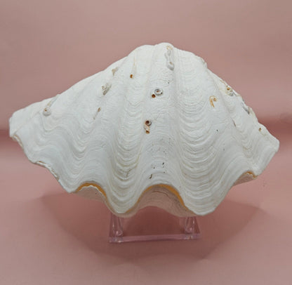 Bear Paw Clam Shell - 10" Unique Coastal Decor Accent