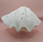 Bear Paw Clam Shell - 10" Unique Coastal Decor Accent