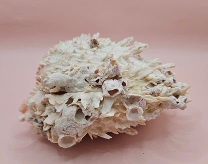 Spiky Spondylus Shell 5.5” with Barnacles  Coastal Decor Textured White Sea Shell Display