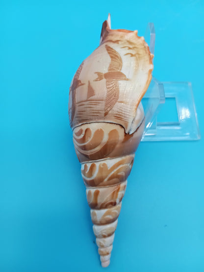 Carved Tibia Shell with Seagull Scene – 4.8"