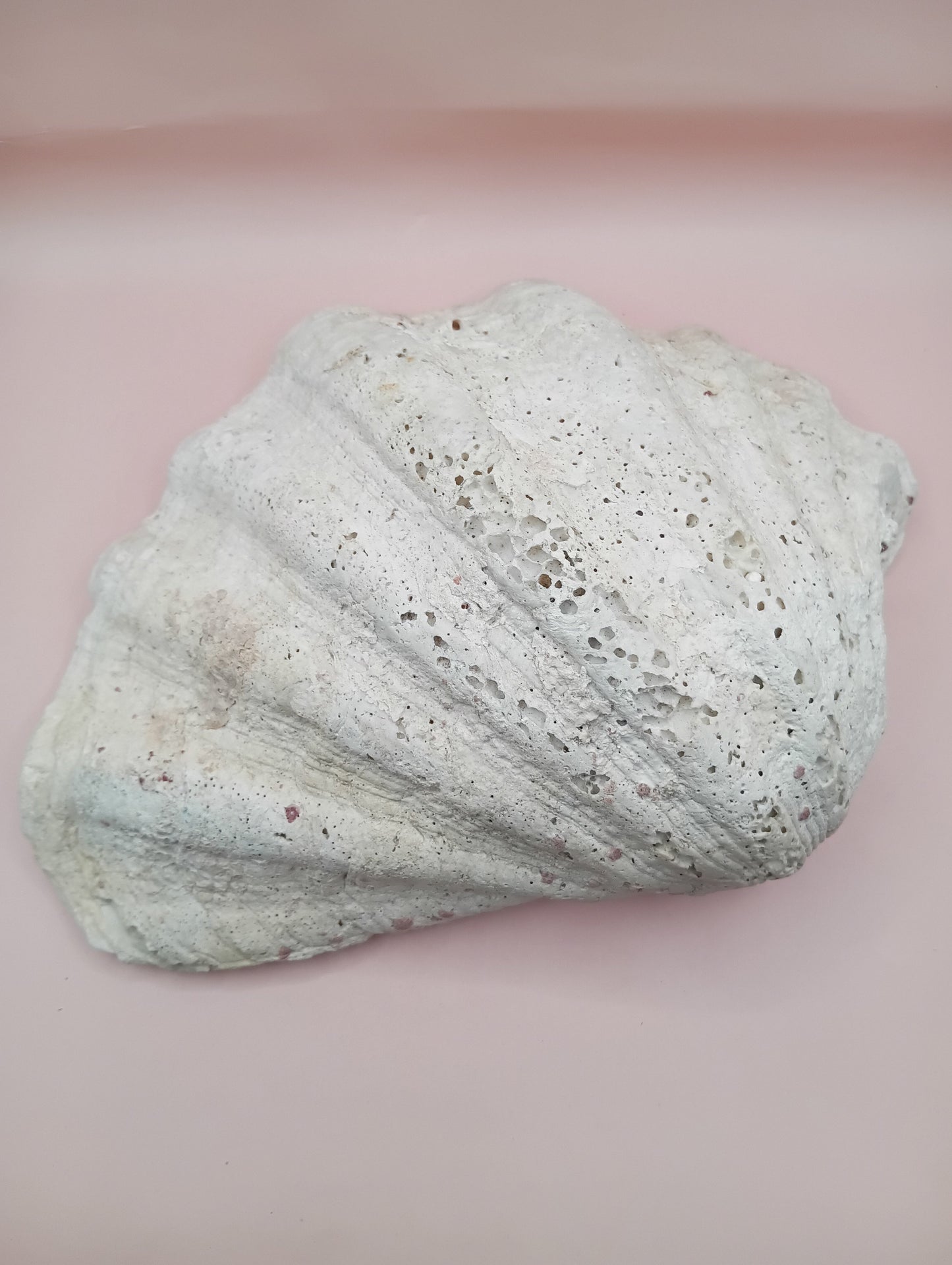 Giant Clam Shell Half – 11.7" x 5.1" x 9" – Coastal Statement Display