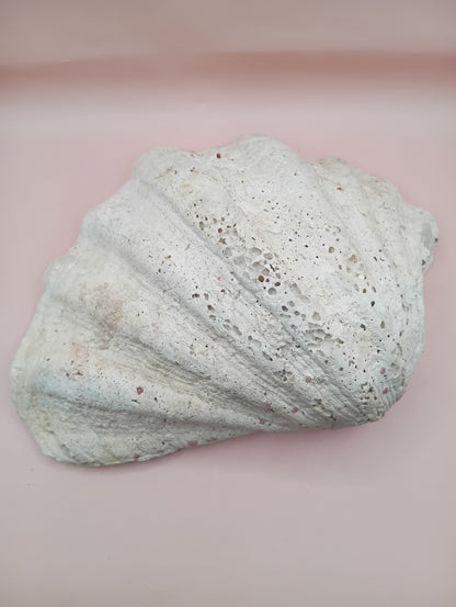 Giant Clam Shell Half – 11.7" x 5.1" x 9" – Coastal Statement Display
