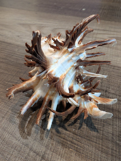 Black Murex Endive Long Spines - Murex endivia