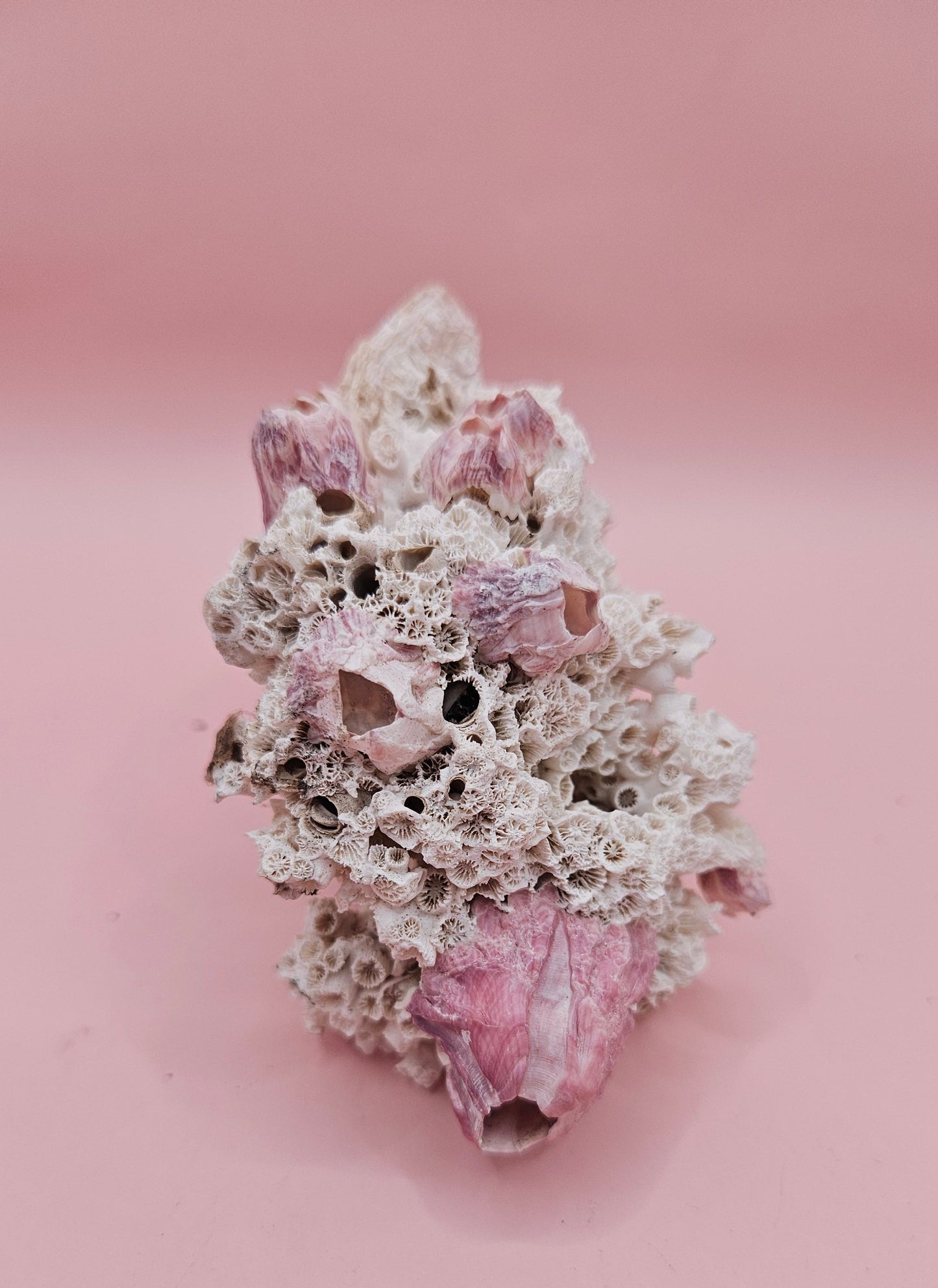 Ivory Bush Coral Mixed with Gulf of Mexico Barnacle  – Oculina Varicosa (4.7")