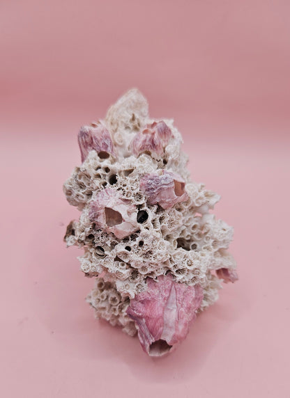 Ivory Bush Coral Mixed with Gulf of Mexico Barnacle  – Oculina Varicosa (4.7")