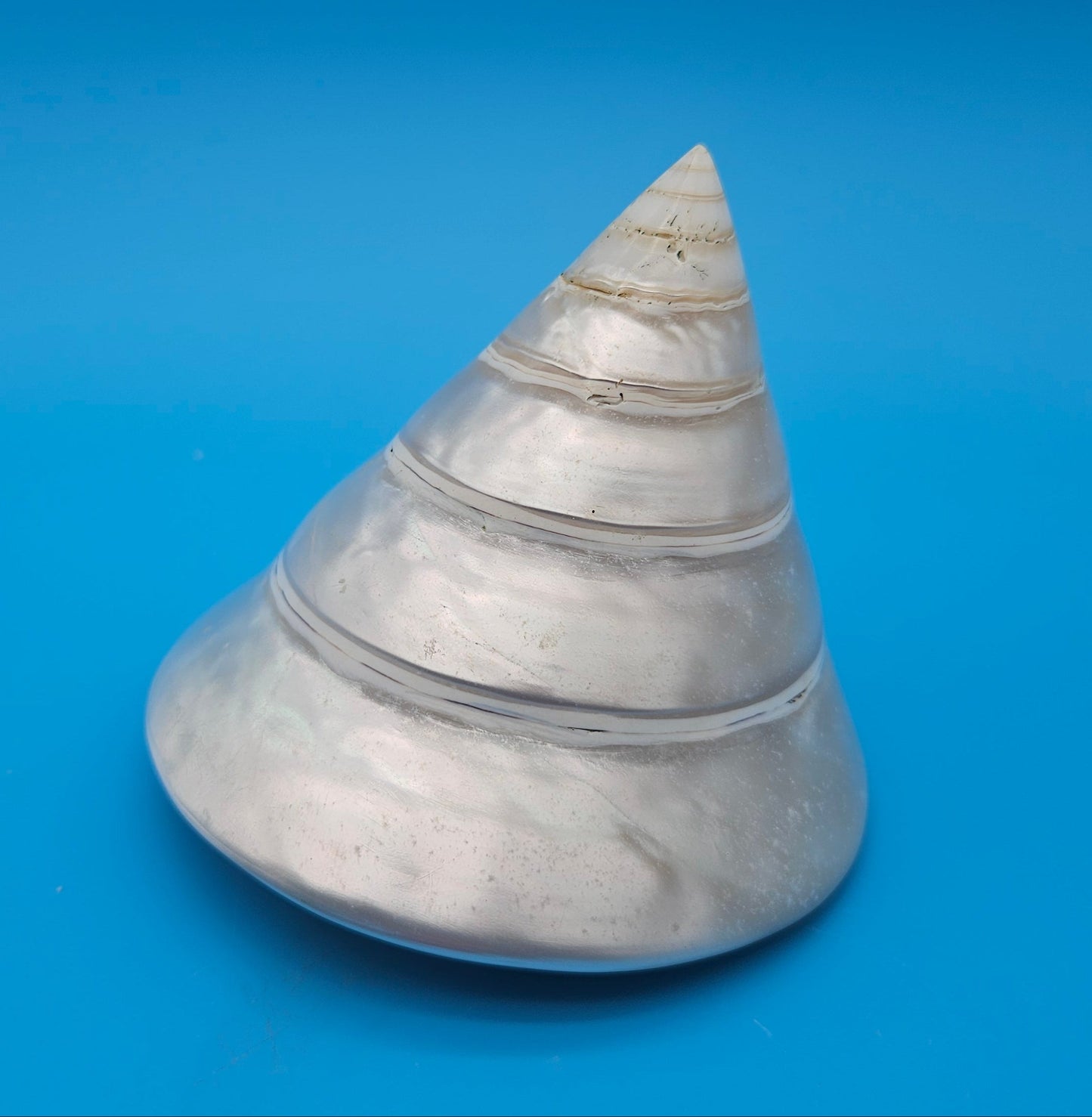 Pearled Trochus Niloticus Shell 4.2" Polished Spiral Display Shell with Iridescent Finish