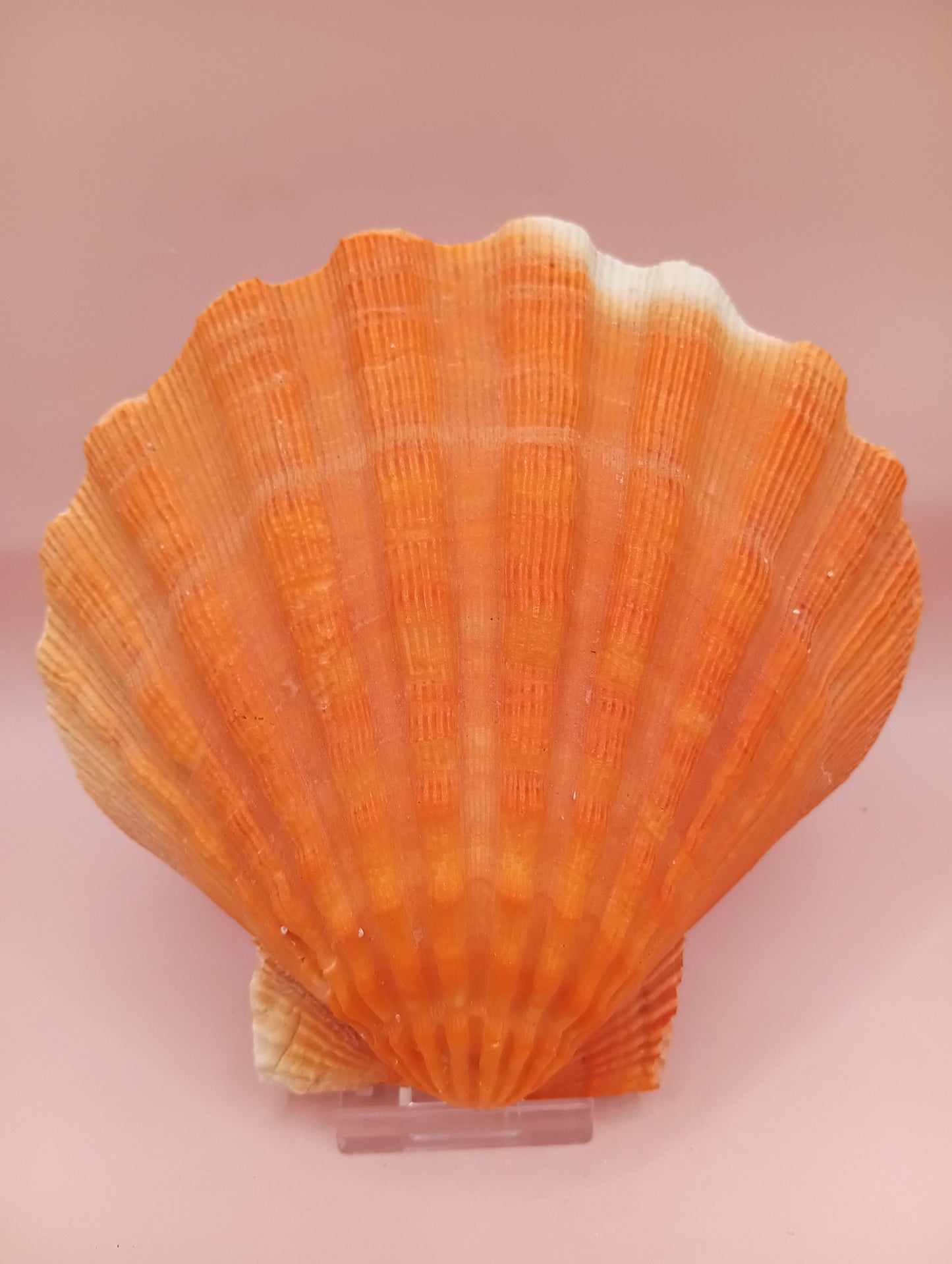 Orange Lion Paw Shell – 5.4" x 5.6" x 1.0"