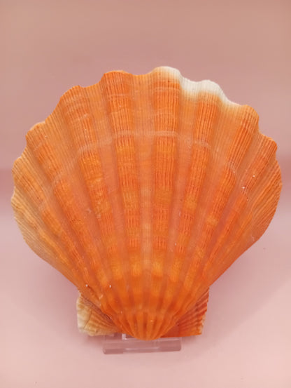 Orange Lion Paw Shell – 5.4" x 5.6" x 1.0"