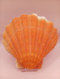 Orange Lion Paw Shell – 5.4" x 5.6" x 1.0"