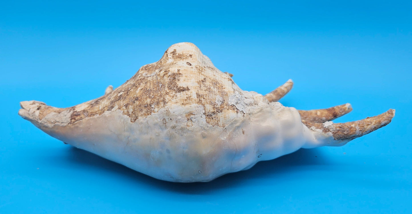 Large Perio Lambis Truncata Display Shell – Premium Coastal Home Decor Specimen (Lambis truncata)