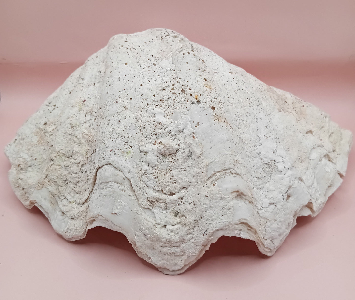 Giant Clam Shell Half – 11.7" x 5.1" x 9" – Coastal Statement Display