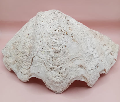 Giant Clam Shell Half – 11.7" x 5.1" x 9" – Coastal Statement Display