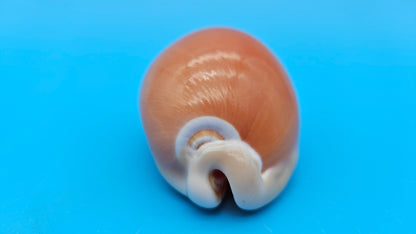 Golden Cowrie Shell – Lyncina aurantium – 3.2" Display Seashell