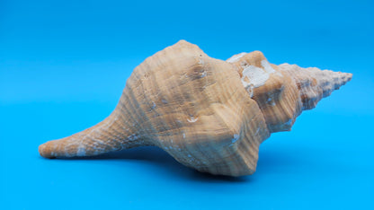 Rare Apricot Horse Conch Display Shell – Premium Coastal Home Decor Specimen 11" (Triplofusus giganteus)
