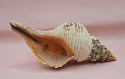 Large Horse Conch Shell – 10" Natural Coastal Display Shell