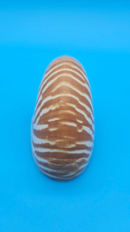 Tiger Nautilus Shell – Striking Natural Ocean Decor 3.6"