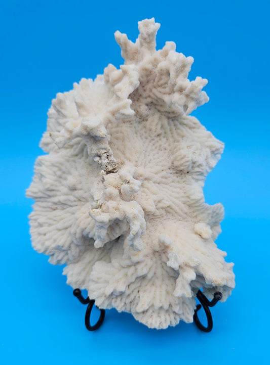 Vintage Merulina Coral Specimen 7.5x6x2 – Ivory Wave Fan Coral Decor