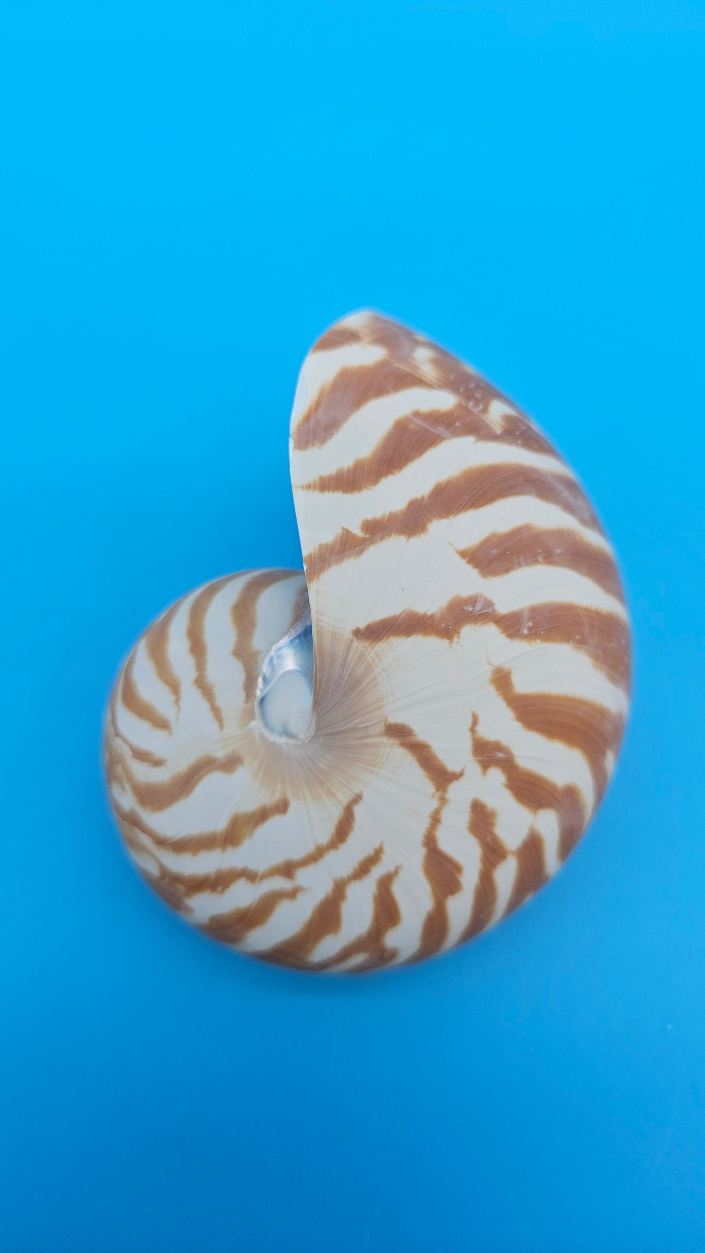 Chambered Tiger Nautilus Shell – Striking Natural Ocean Decor 3" (Nautilus pompilius)