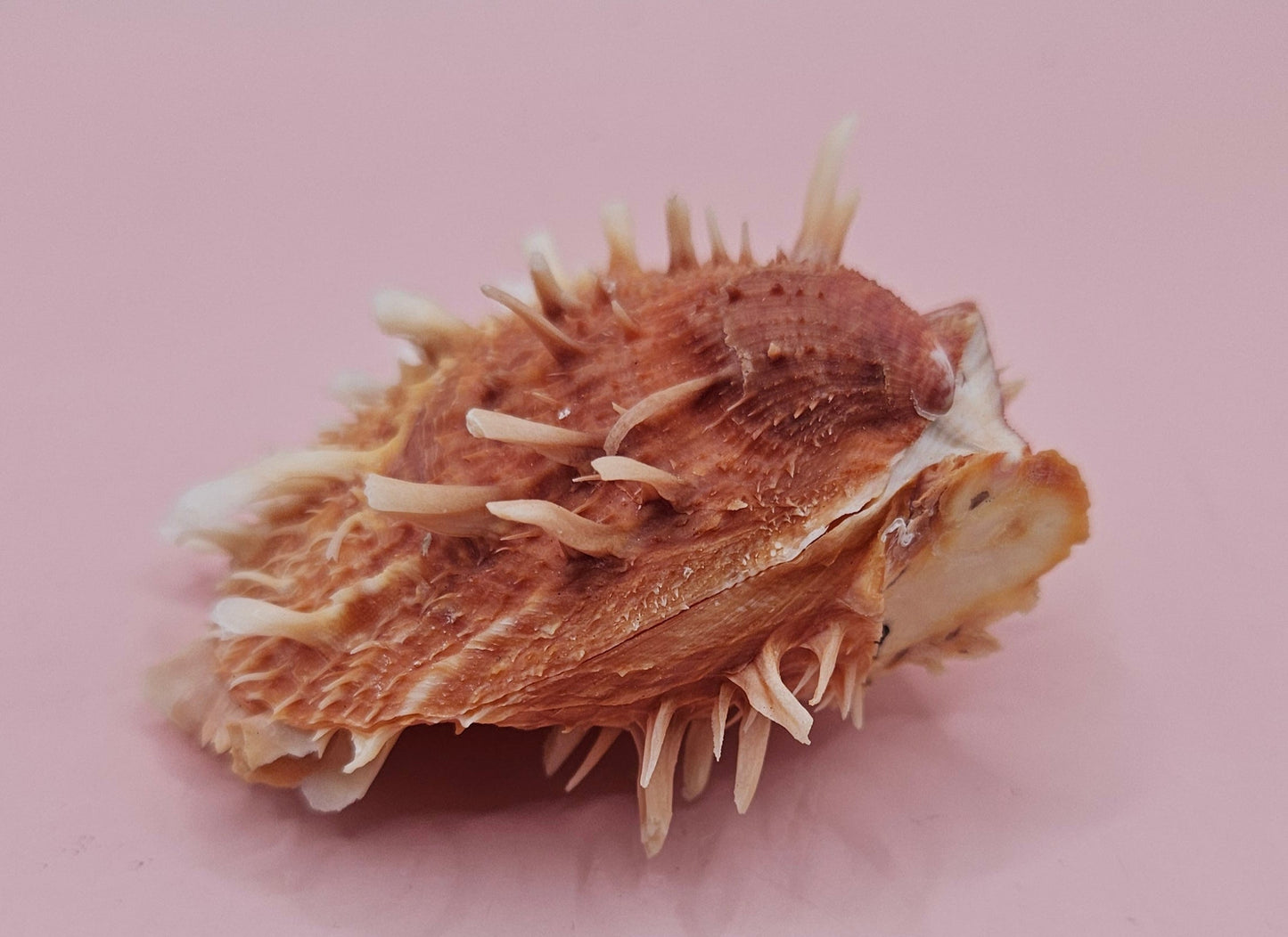 Hinged Spondylus Shell – 3" Bivalve Display with Spiny Texture