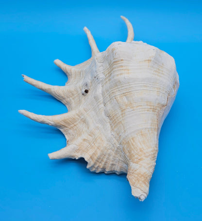 Extra Large Lambis Truncata Display Shell – Premium Coastal Home Decor Specimen (Lambis truncata)
