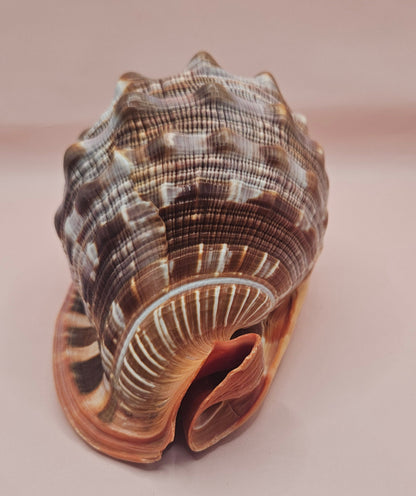 Select Bullmouth Cameo Helmet Shell 7x5x4 Display