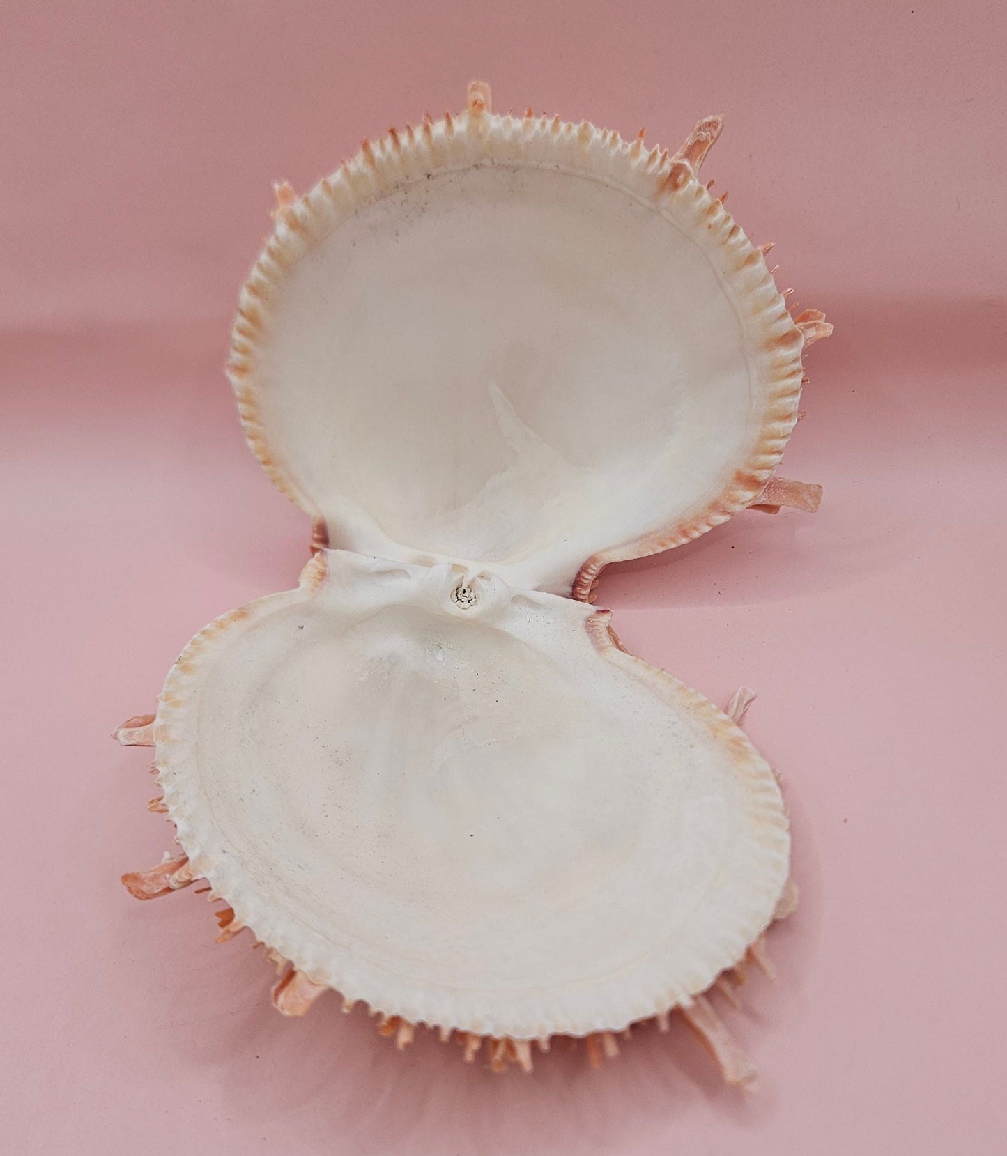 Large Spiny Oyster Spondylus Shell – 5.3" Wide Coastal Display Shell with Barnacle Detail