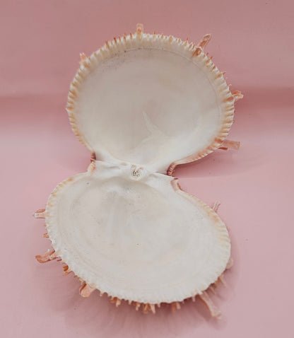 Large Spiny Oyster Spondylus Shell – 5.3" Wide Coastal Display Shell with Barnacle Detail