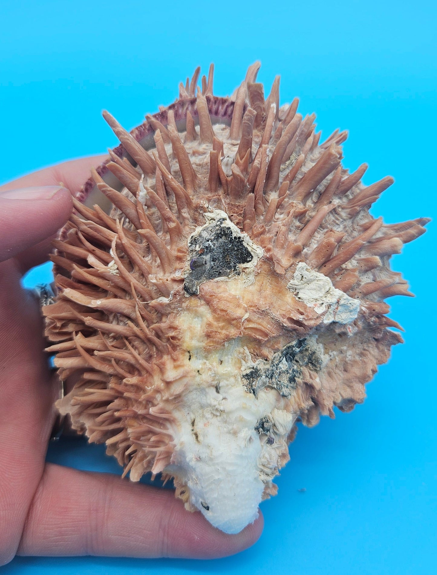 Spiny Spondylus Shell Pair 3.8" – Natural Purple-Toned Coastal Display Shell