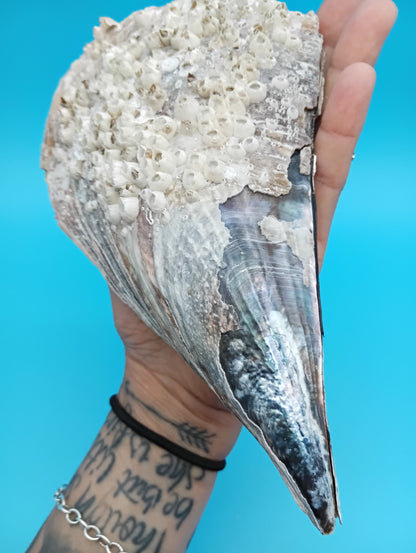 Barnacle Encrusted Rigid Pen Shell Display – Atrina rigida Approx. 8.4"