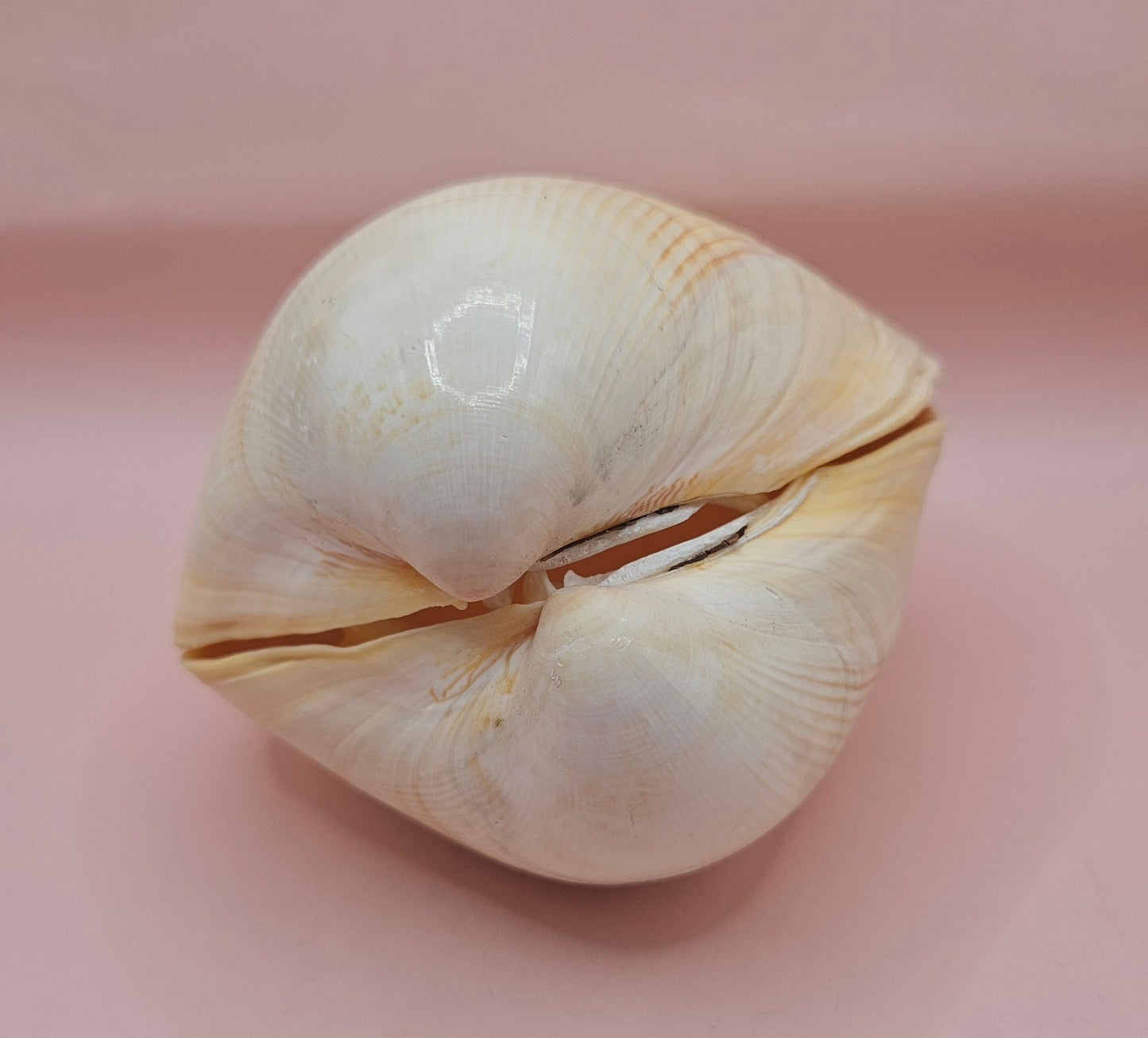 Natural Yellow Giant Cockle Shell Pair for Display | Coastal Home Decor | 4.7x4x3.3 Inches (Laevicardium elatum)
