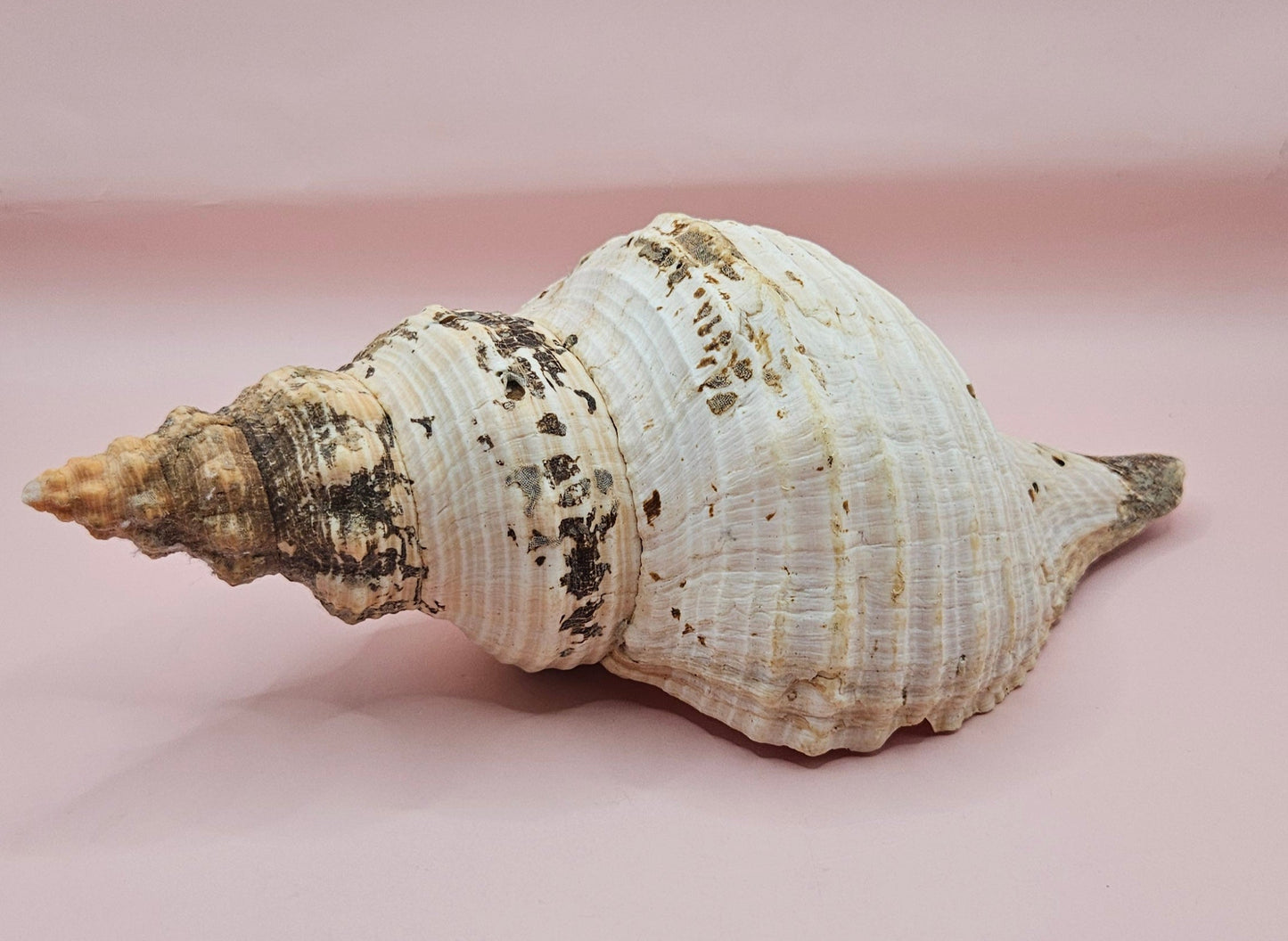 Large Horse Conch Shell – 10" Natural Coastal Display Shell