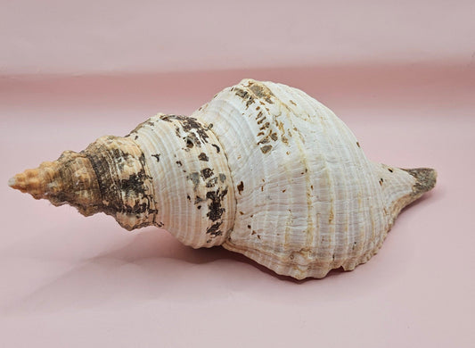 Large Horse Conch Shell – 10" Natural Coastal Display Shell