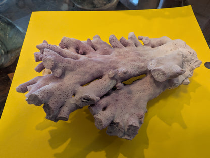 Purple Hydrocoral Fragment - 5x3.5x2"