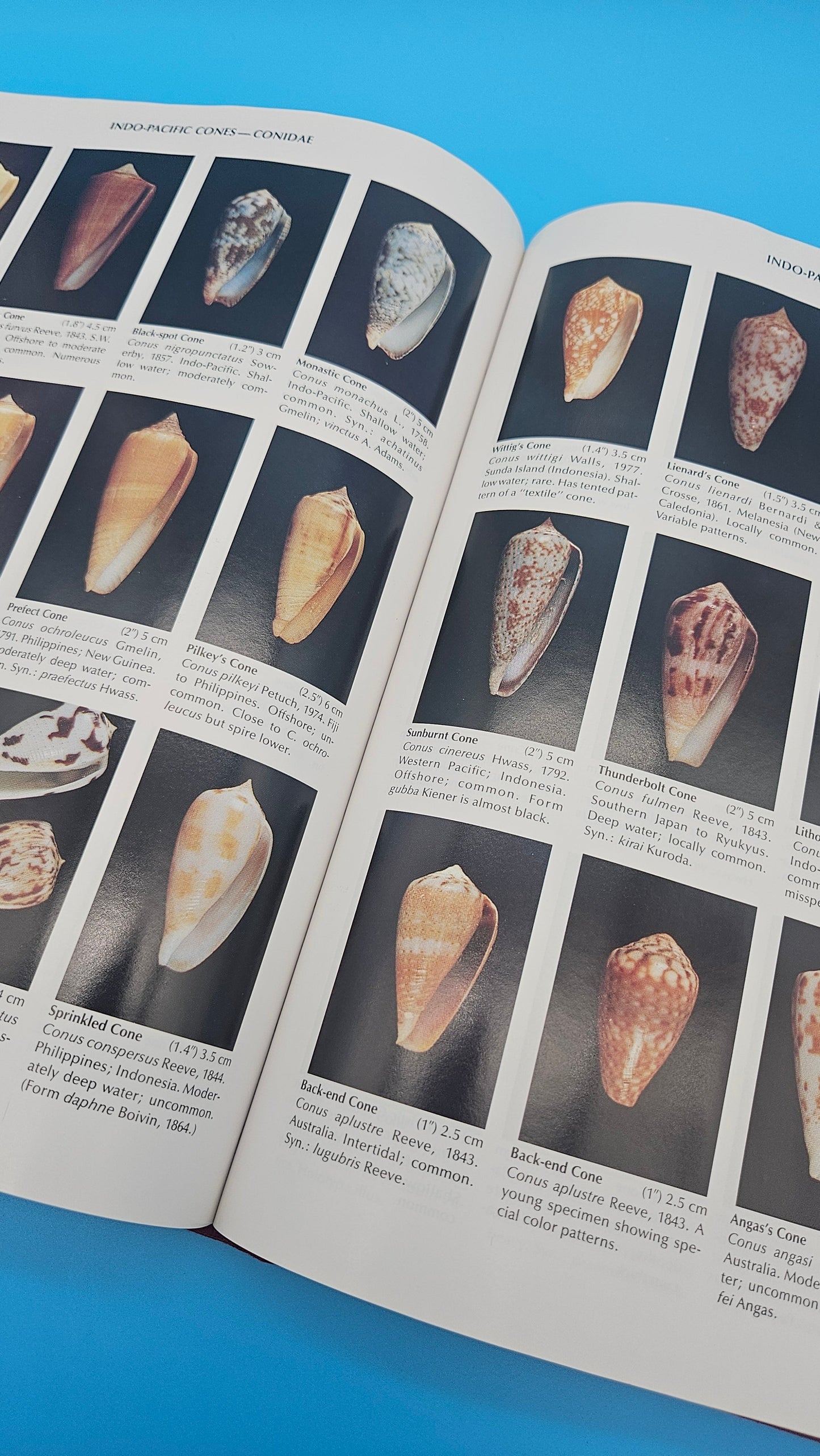 Compendium of Seashells – R. Tucker Abbott & S. Peter Dance (1991, Hardcover)