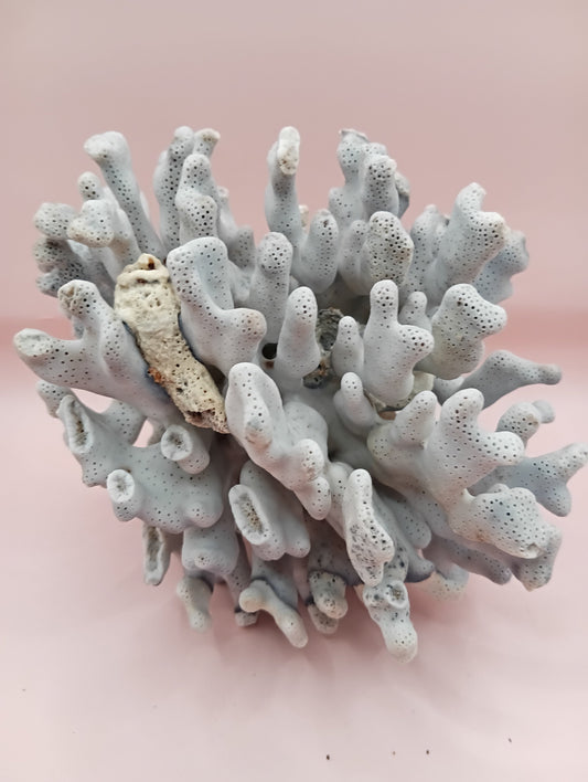 Vintage Blue Ridge Coral – 6.7" | Heliopora Coerulea