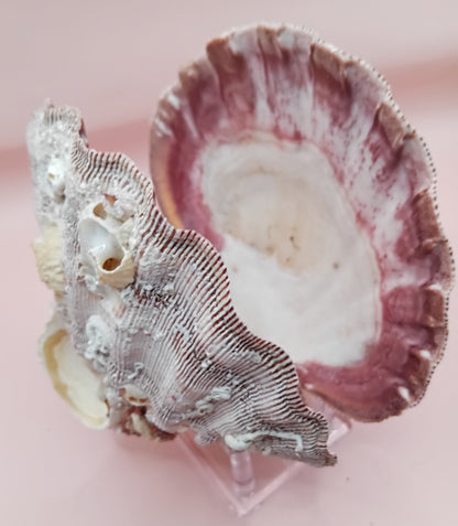 Natural Lion's Paw Seashell Pair – 5.9" x 5.3" – Barnacle-Encrusted Coastal Display