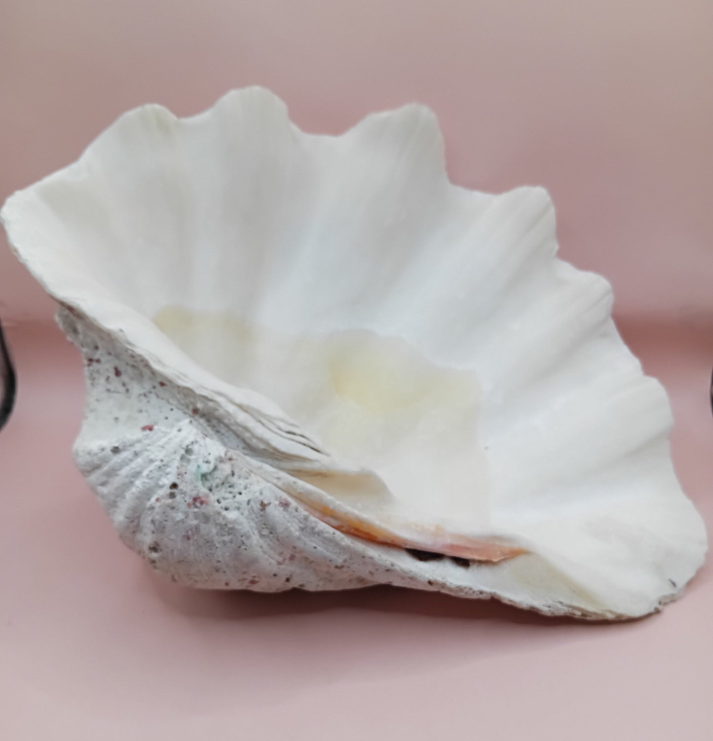 Giant Clam Shell Half – 11.7" x 5.1" x 9" – Coastal Statement Display