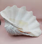 Giant Clam Shell Half – 11.7" x 5.1" x 9" – Coastal Statement Display