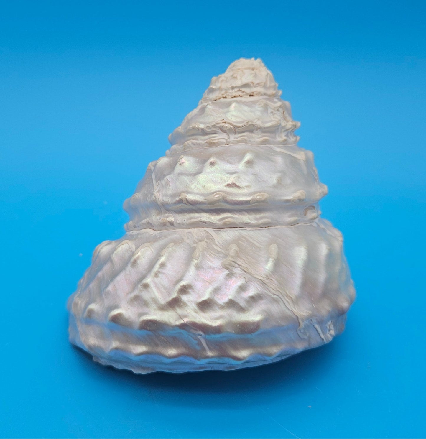 Pearled Astraea undosa Shell 4.6" Iridescent Swirl Display with Natural Texture