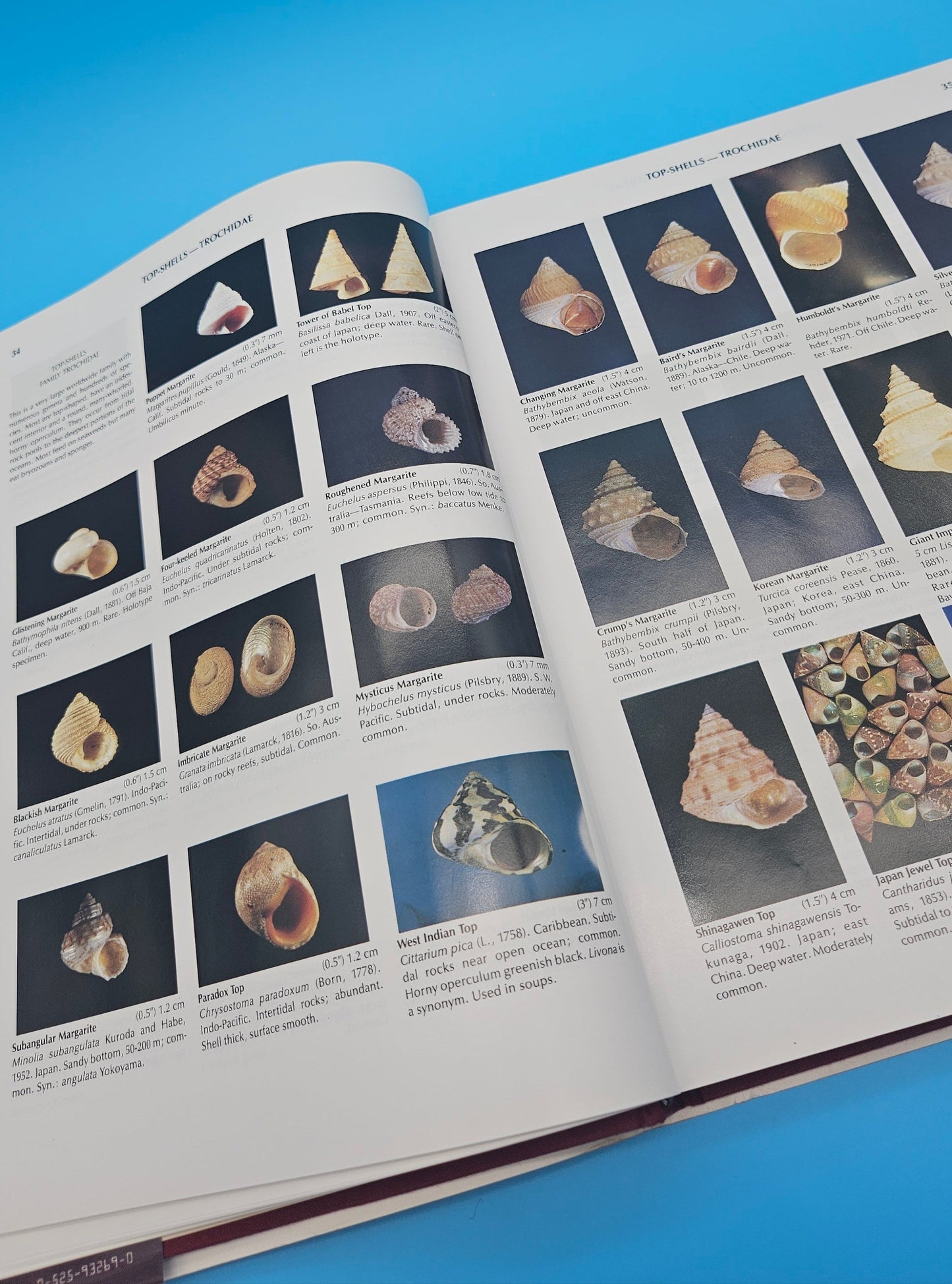 Compendium of Seashells – First Edition (1982, Hardcover) by R. Tucker Abbott & S. Peter Dance