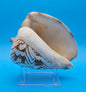 Noble Volute Display Shell – Premium Coastal Home Decor Specimen 7.25" Cymbiola nobilis