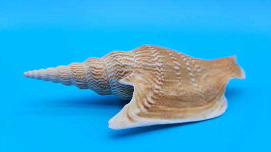 Lister’s Conch Display Shell – 5.5" Golden Spiral Coastal Décor Piece Mirabilistrombus listeri