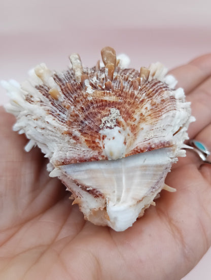 Natural Hinged Spondylus Shell – 2.8" x 2.2" – Spiny Display Shell