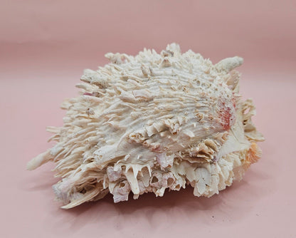Spiky Spondylus Shell 5.5” with Barnacles  Coastal Decor Textured White Sea Shell Display