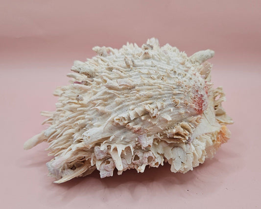 Spiky Spondylus Shell 5.5” with Barnacles  Coastal Decor Textured White Sea Shell Display