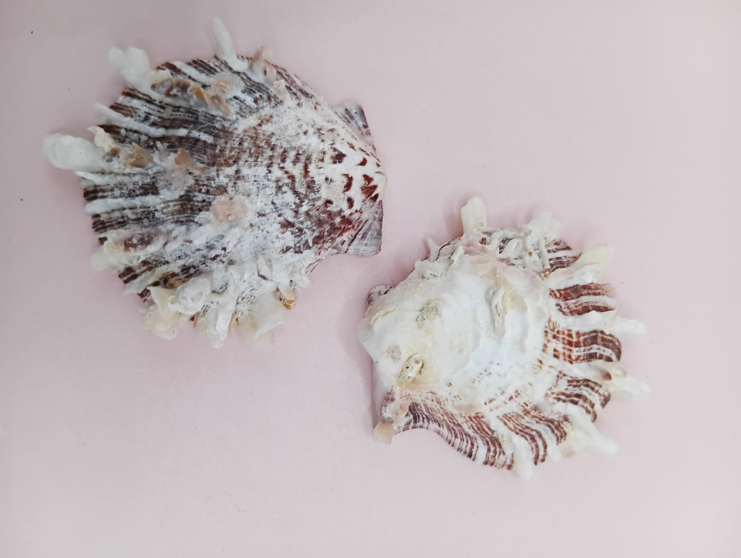 Natural Spondylus Shell – 2.1" x 1.7" – Spiny Display Shell