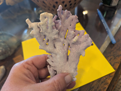 Purple Hydrocoral Fragment - 5x3.5x2"