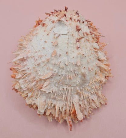 Large Hinged Spondylus Shell – 5.7" Coral-Tinged Ocean Display with Textured Spines Spiny Thorny Oyster